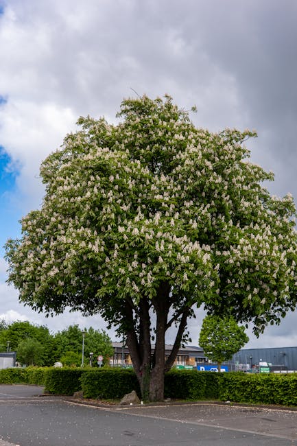 A large, mature flowering tree with a broad, rounded canopy filled with clusters of small, pale blossoms and dense green foliage stands prominently in an urban outdoor setting. The tree's thick, sturd